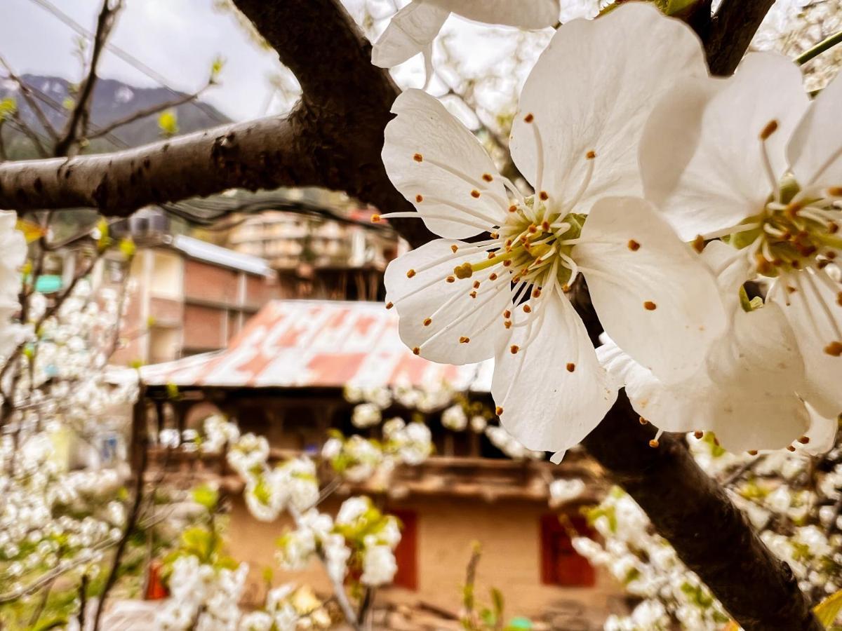 Hostel Yolo Backpackers Max - Manali Exteriér fotografie